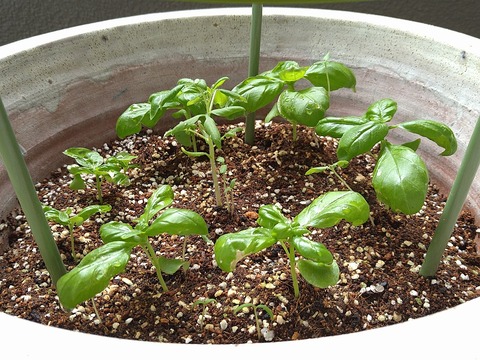 image-Home-Garden-Challenge-Radish_0703_3
