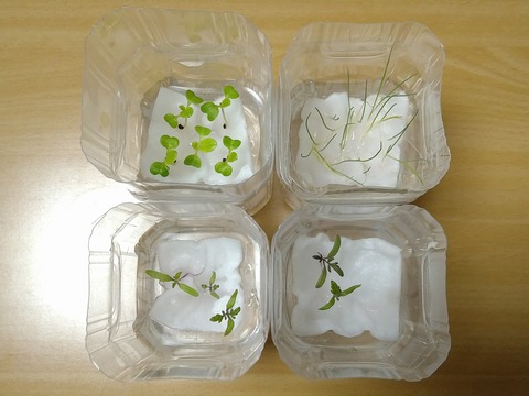 image-Plastic-bottle-hydroponic-cultivation_1220_2