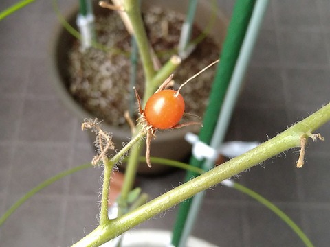 image-Home-Garden-Challenge-Cucumber_1031_2