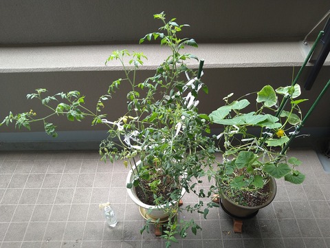 image-Home-Garden-Challenge-Cucumber_0929_1