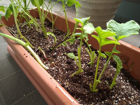 image-Home-Garden-Challenge-Radish_0612_2