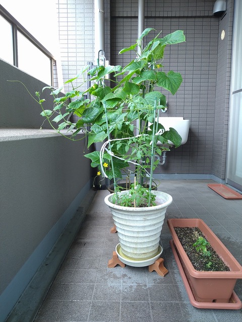 image-Home-Garden-Challenge-Cucumber_0815_5