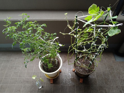 image-Home-Garden-Challenge-Cucumber_0920_1