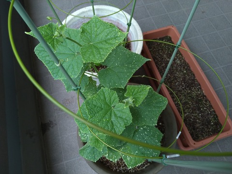 image-Home-Garden-Challenge-Cucumber_0707_3