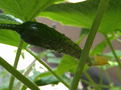 image-Home-Garden-Challenge-Cucumber_0814_3
