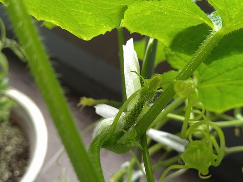 image-Home-Garden-Challenge-Cucumber_0928_4