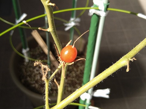 image-Home-Garden-Challenge-Cucumber_1101_2