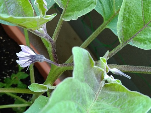 image-The-eggplant-flowers-have-bloomed_3