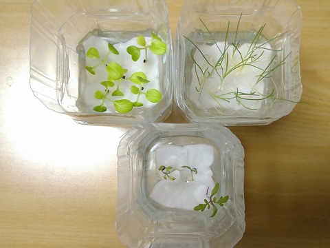 image-Plastic-bottle-hydroponic-cultivation_0102_2