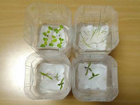 image-Plastic-bottle-hydroponic-cultivation_1218_2