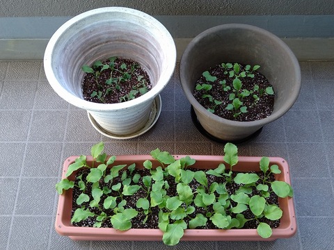 image-Home-Garden-Challenge-Radish_0424_1