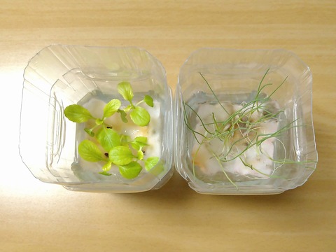 image-Plastic-bottle-hydroponic-cultivation_0118_2