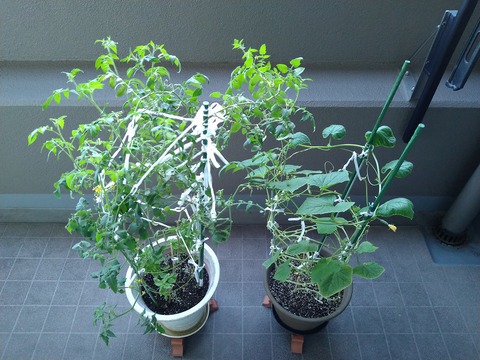 image-Home-Garden-Challenge-Cucumber_1006_1