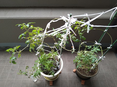 image-Home-Garden-Challenge-Cucumber_1026_1