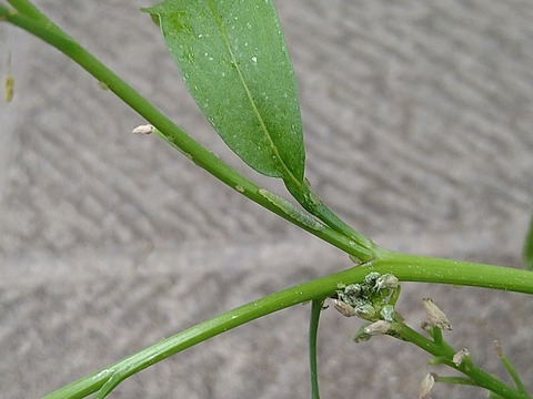image-Home-Garden-Challenge-Radish_0619_2