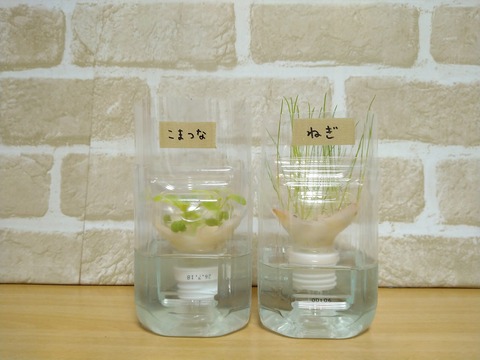 image-Plastic-bottle-hydroponic-cultivation_0117_1