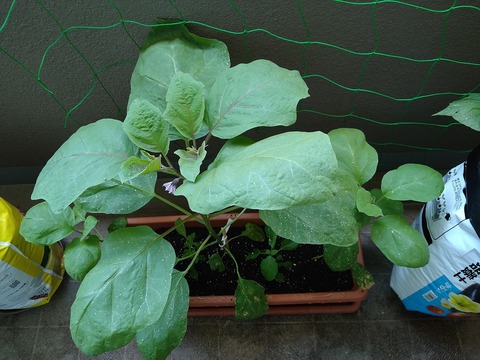 image-The-eggplant-flowers-have-bloomed_1