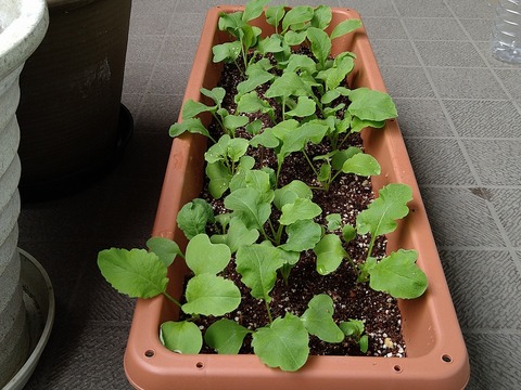 image-Home-Garden-Challenge-Radish_0422_5