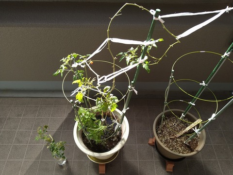 image-Home-Garden-Challenge-Cucumber_1101_1