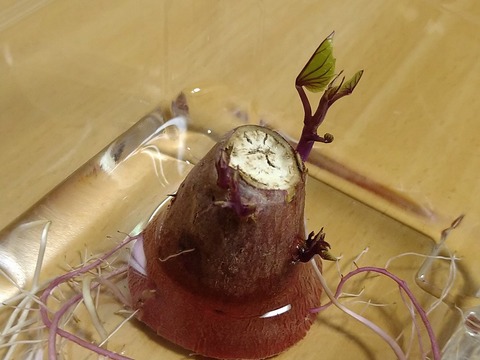 image-Sweet-potato-seedling-cultivation_0503_3