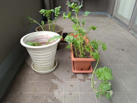 image-Home-Garden-Challenge-Radish_0612_4