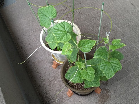 image-Home-Garden-Challenge-Cucumber_0713_4