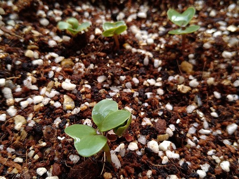 image-Home-Garden-Challenge-Radish_0408_2
