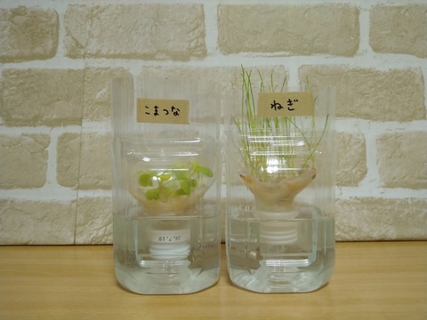 image-Plastic-bottle-hydroponic-cultivation_0131_1