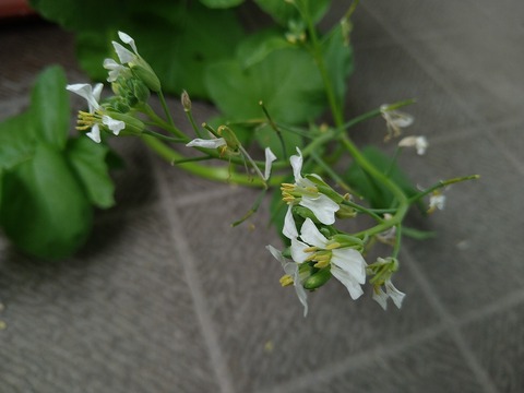 image-Home-Garden-Challenge-Radish_0611_2