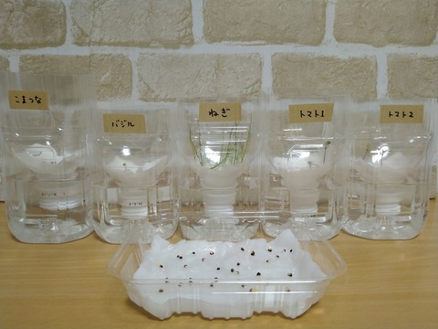 image-Plastic-bottle-hydroponic-cultivation_1129_1