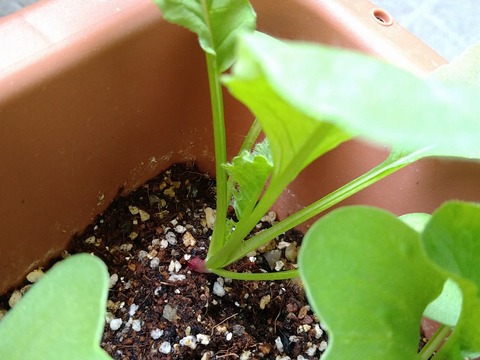 image-Home-Garden-Challenge-Radish_0426_4