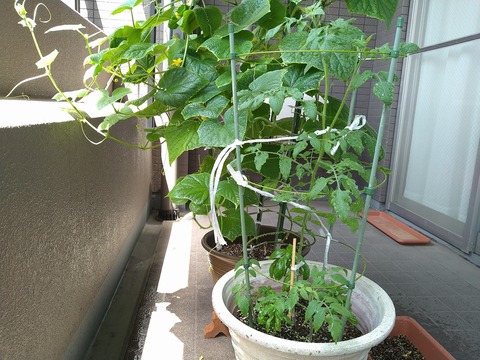 image-Home-Garden-Challenge-Cucumber_0816_2
