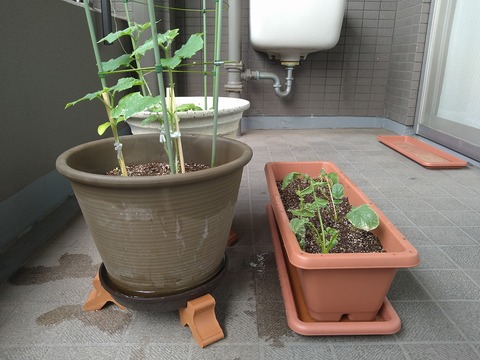 image-Home-Garden-Challenge-Radish_0701_5