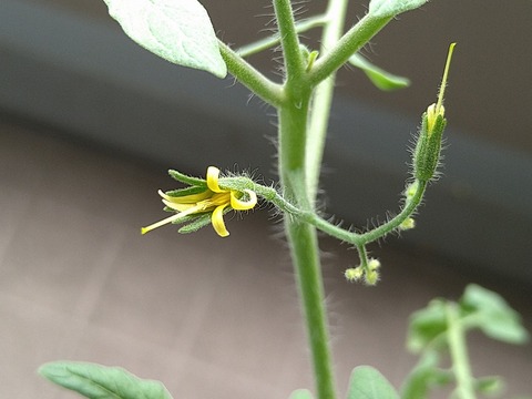 image-Home-Garden-Challenge-Cucumber_0911_2
