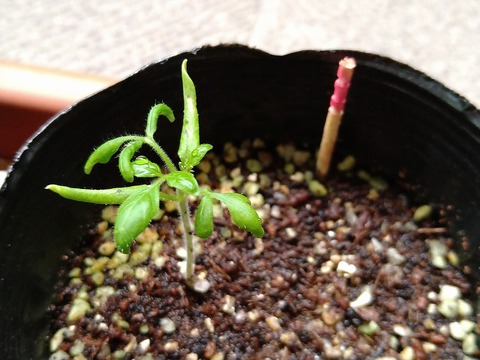 image-Home-Garden-Challenge-Radish_0623_2