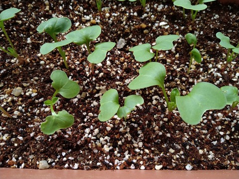 image-Home-Garden-Challenge-Radish_0413_3