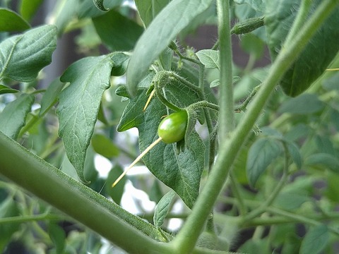 image-Home-Garden-Challenge-Cucumber_0917_2