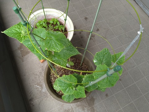 image-Home-Garden-Challenge-Cucumber_0708_3