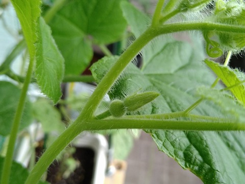 image-Two-female-pumpkin-flowers-have-formed_2