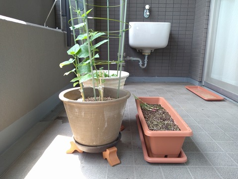 image-Home-Garden-Challenge-Radish_0706_6