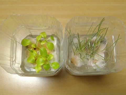 image-Plastic-bottle-hydroponic-cultivation_0131_2