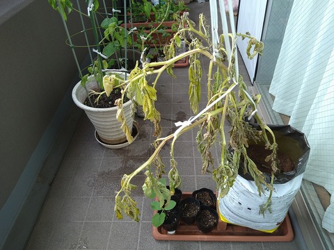image-The-potato-leaves-are-starting-to-wither_2