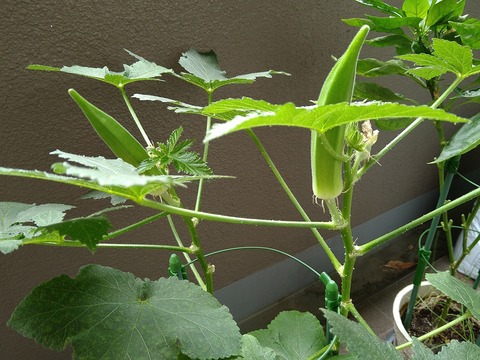 image-I-was-able-to-harvest-some-okra_4