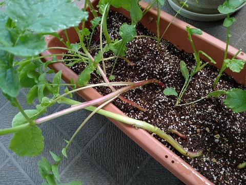 image-Home-Garden-Challenge-Radish_0618_3