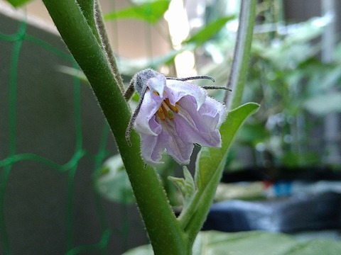 image-The-eggplant-flowers-have-bloomed_2