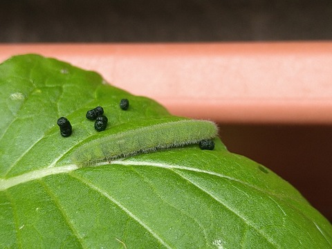 image-Green-invaders-devouring-the-komatsuna-greens_6