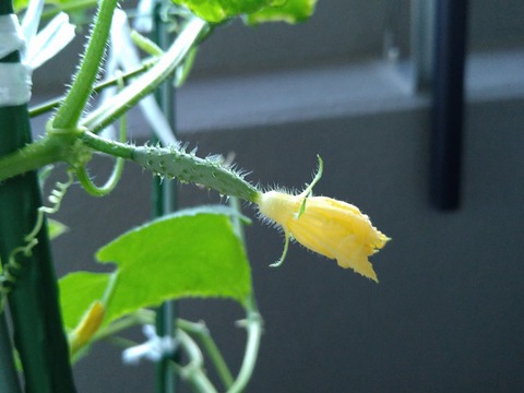 image-Home-Garden-Challenge-Cucumber_1006_4