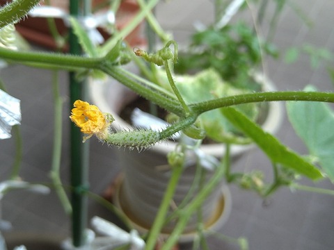 image-Home-Garden-Challenge-Cucumber_0917_4