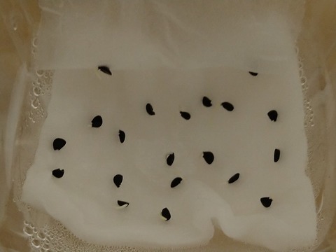 image-Plastic-bottle-hydroponic-cultivation_1108_2