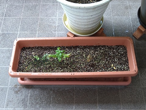 image-Home-Garden-Challenge-Cucumber_0815_4
